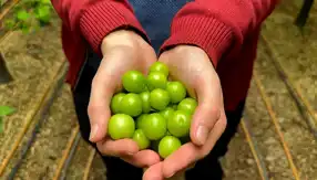Kış Eriklerinin Kilosu 7 Bin TL!