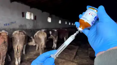 Yumaklı'dan Şap Aşısı Çağrısı: 13 Nisan Son Tarih!