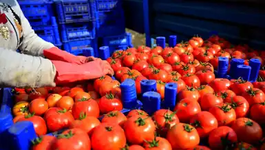 Türkiye'den 161 Milyon Dolarlık Domates İhracatı