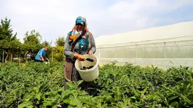 TARSİM'den Çiftçilere Yeni Destekler!