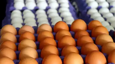 Yumurta Etiketlerinde Değişiklik! 'Son Tüketim Tarihi' Kalktı