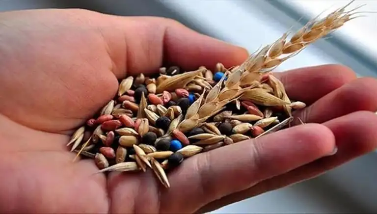 14 Tohum Firmasına Rekabet Soruşturması Başlatıldı