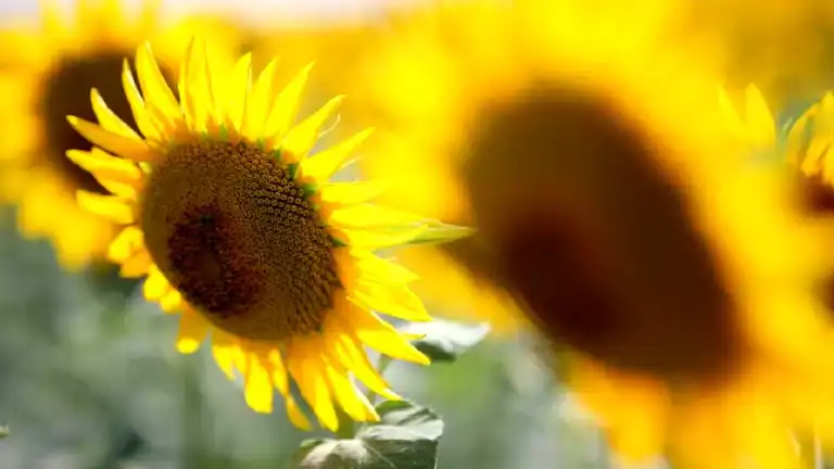 Ayçiçeği Yağı Gümrük Vergisi Değişti!