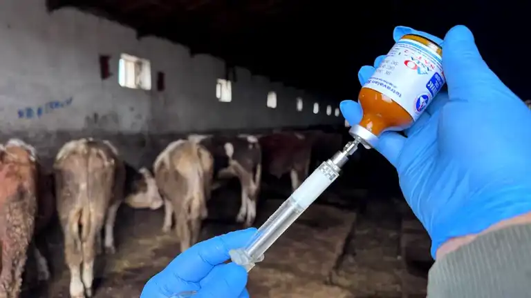 Yumaklı'dan Şap Aşısı Çağrısı: 13 Nisan Son Tarih!